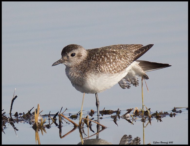 _5SB7225 immature black-bellied plover.jpg